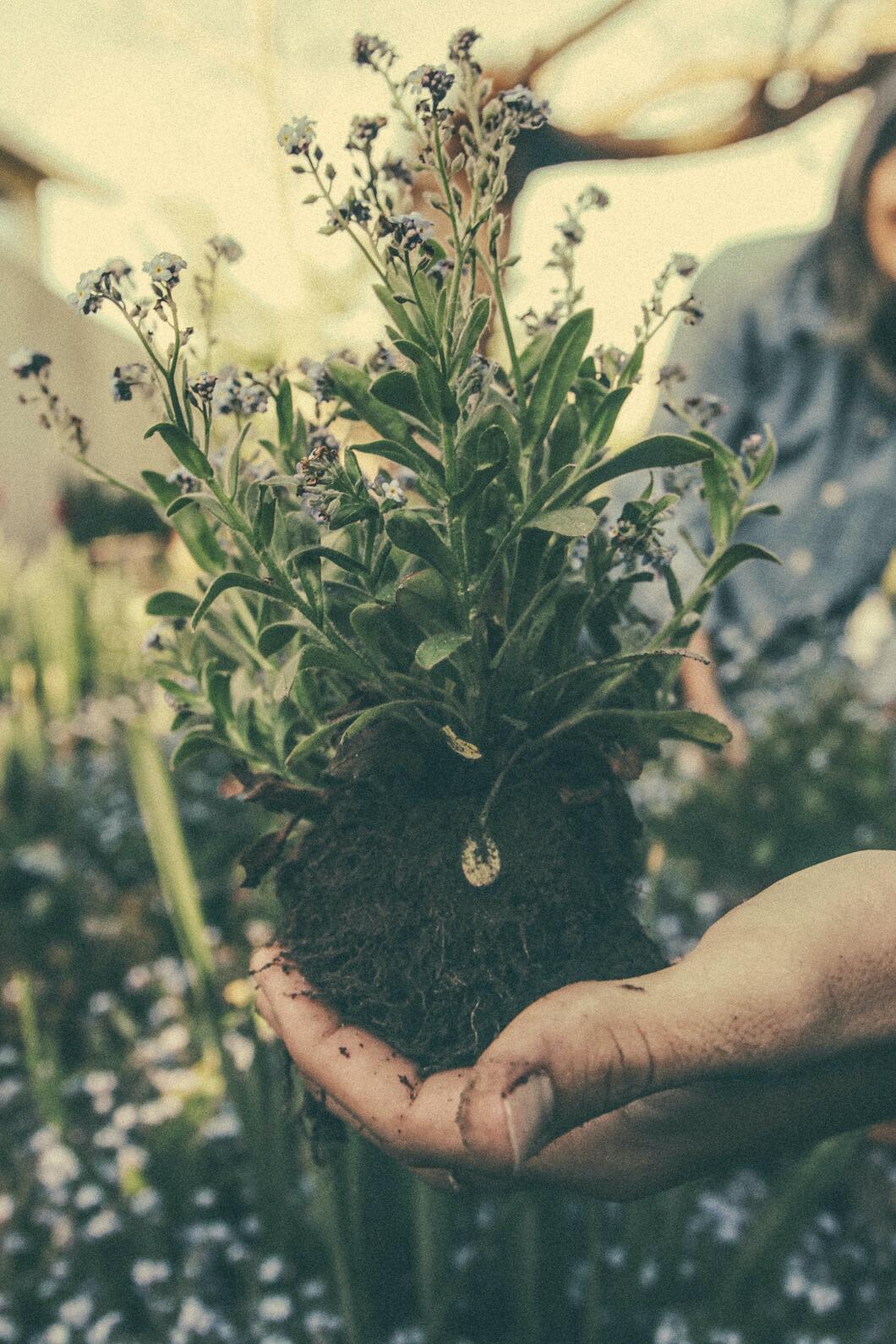 Een groeiend plantje