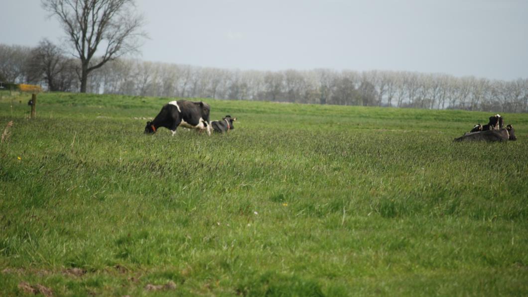 Koeien in de wei 2.JPG