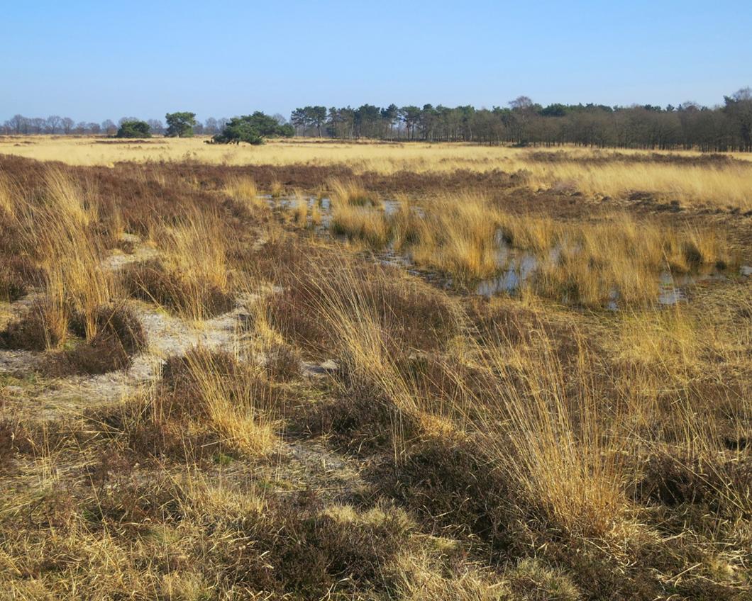 Veengebied bij de Grote Peel