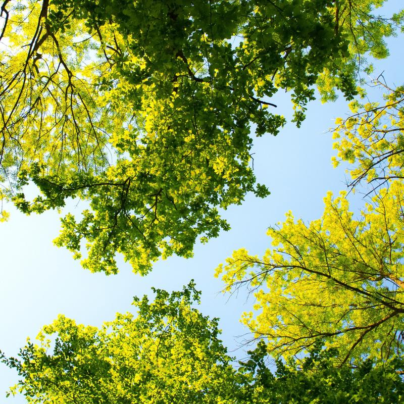 bomen (1).jpg